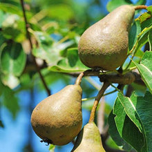 Load image into Gallery viewer, 3-in-1 Pear Surprise Tree
