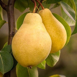 5-in-1 Pear Surprise Tree