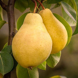 3-in-1 Pear Surprise Tree