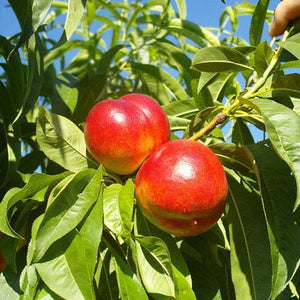 Red Gold Nectarine