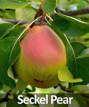 Load image into Gallery viewer, 3-in-1 Pear Tree
