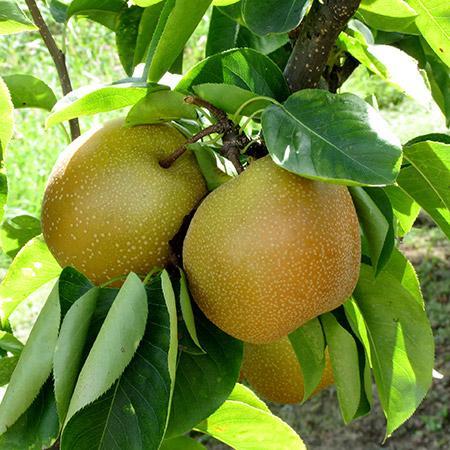 Shinseiki Asian Pear – thecriticalslidesociety515151.com