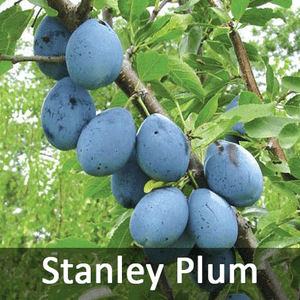 4-in-1 Plum Tree