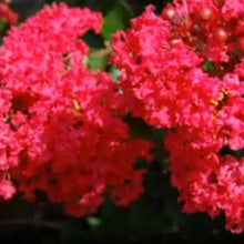 Load image into Gallery viewer, Strawberry Dazzle® Dwarf Crape Myrtle

