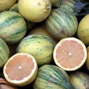 Pink Variegated Eureka Lemon Tree