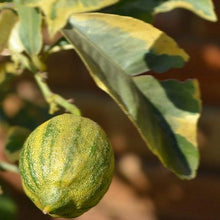 Load image into Gallery viewer, Pink Variegated Eureka Lemon Tree
