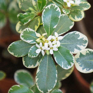 Variegated Pittosporum