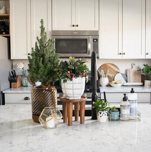 Dwarf Alberta Spruce Gift Plant