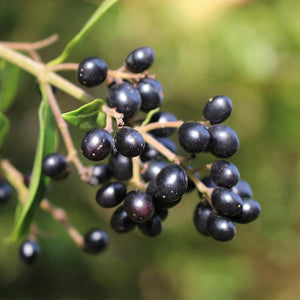 Waxleaf Privet Hedge