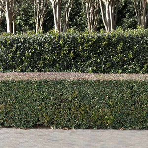 Dwarf Yaupon Holly