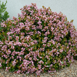 Pinkie Indian Hawthorn Shrub