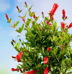 Cold Hardy Russian Red Pomegranate® - USDA Organic